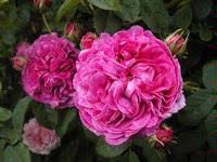 Het zijn wilde scheuten maar hebben dezelfde eigenschappen als de moederplant. Gallica Roses Tuincentrum Lottum