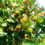 Image result for Dovyalis macrocalyx