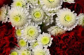 We did not find results for: Red And White Flower Free Stock Photos Download 20 311 Free Stock Photos For Commercial Use Format Hd High Resolution Jpg Images