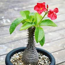 Image result for Pachypodium