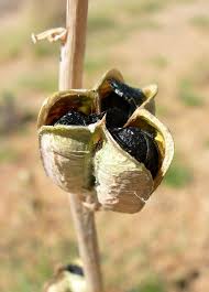 Image result for Dipcadi platyphyllum