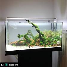 2 297 Mentions J Aime 14 Commentaires Aquascape Aquascapenl Sur Instagram Beautiful Tank Beautiful Tank Aquascape Aquarium