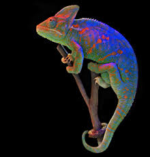 Tumblr N66wx2uo4h1rrjt38o2 R1 1280 Jpg 1280 1328 Veiled Chameleon Pet Birds Animal Photography