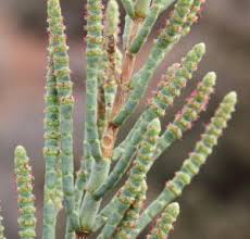 Image result for Halosarcia