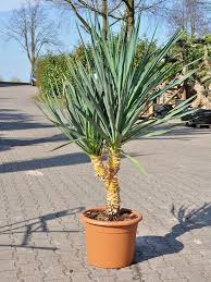 Yucca palmen, die im garten gehalten werden. Yucca Kerzen Palmlilie Pflanzen Palmlilie Steingarten Pflanzen