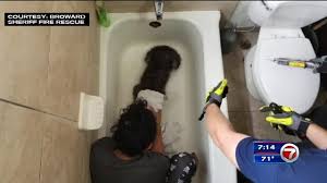 Have taken off overflow to try to remove the mechanism. Oops 12 Year Old Pooch S Paw Stuck In Bathtub Drain Pet Rescue Report