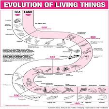 Evolution Of Living Things Chart Taj Scientific Online Store