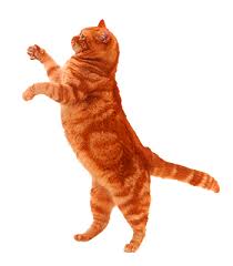 Online Petshop Magazasi Petimce 2020 Hayvan Evcil Hayvanlar Kedi