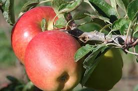 We did not find results for: Fruit Tree Pollination Notes Ashridge Trees