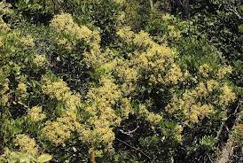 Image result for Neocussonia umbellifera