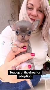 Such a #PreciousPuppy ... Another Great #DreamersPups #Repost of @CHIH...