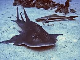 Die spitzen der brustflossen sind schmal abgerundet oder eckig. Vom Weissspitzenhai Zum Gitarren Rochen James Mac Diving Center