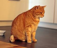 Wer öfter unerwünschten besuch von katzen im garten hat, bekommt es zum beispiel auch mit deren hinterlassenschaften zu tun. Fremde Katze Fuettern Ja Oder Nein Tierservice Mit Herz