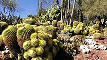 More importantly, if buying a certain model would answer a current need, then it is a good buy. Echinocactus Grusonii Wikipedia