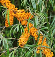 Image result for Hippocratea apocynoides