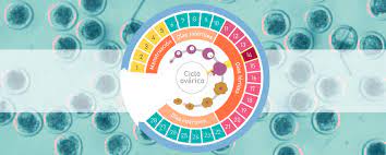 Ovulacion Y Ciclo Menstrual Irregular Puedo Quedar Embarazada Accuna