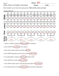 Mrna and transcription worksheet review worksheet answer key covering ib biology content on transcription and translation this worksheet. Proteins Synthesis Translation Worksheets Answers Biology Worksheet Transcription And Translation Teaching Biology