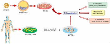 Stem Cell Therapy Encyclopedia