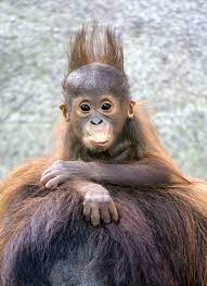 pin von amanda lou mcmullen auf animals susseste haustiere tiere ausgestopftes tier