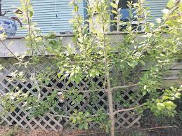 Trains plants to produce more fruit earlier and for longer. Espalier Fruit Trees Rutlandherald Com
