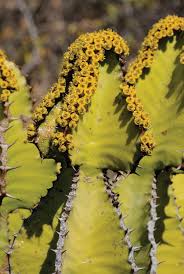 Image result for Ochna richardsiae