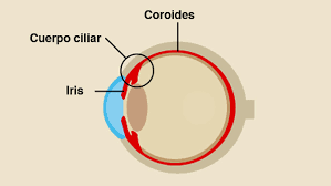 Resultado de imagen para cuerpo ciliar
