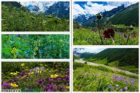 And yet for others, kashmir is a getaway from the. Valley Of Flowers Trek 2021 Himalaya Trekkers Ht Treks