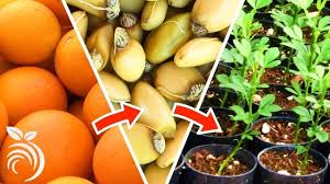 Grow orange trees from seed (a complete step by step guide) in today's project diary video i will be showing a quick and easy way to grow orange tr. Growing Citrus Trees From Seed From Harvesting Fruit To Germination Fruitmentor