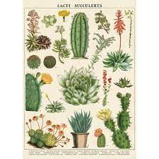 Since then she's wrapped more than 60,000 gifts. Cacti And Succulent Wrap Poster Paper Source