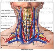 The external carotid artery travels more closely to the surface, and sends off numerous branches that supply the neck and face. Are The Jugular Vein And Carotid Artery Present On Both Sides Of The Neck Or Is One On The Left Side And The Other On The Right Socratic