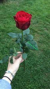Rose Flowes Hd Wallpaper Android Beautiful Rose Flowers Love Flowers Love Rose Flower