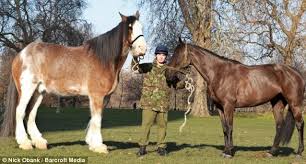 What is the size of a clydesdale? A Collection Of Draft Horses To Make You Swoon