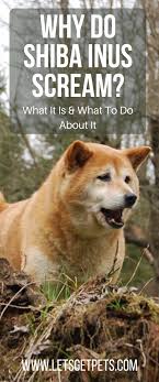 What Your Shiba S Scream Means Shiba Inu Shiba Dog Noises