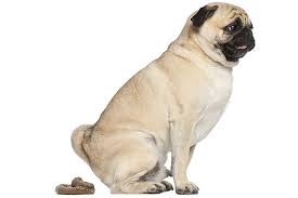 Les taches blanches dans les selles sont généralement causées par de la nourriture, des médicaments ou un parasite. Mucus Dans Les Selles Chez Le Chien Vetopedia