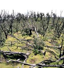 Image result for Loudetia kagerensis