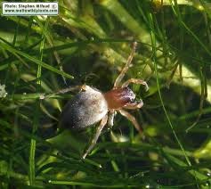 Image result for Sacciolepis curvata