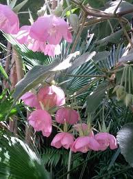 Image result for Dombeya burgessiae