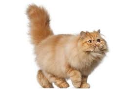 Long hair dan short hair. Kucing Persia Exotic Ras Home Facebook
