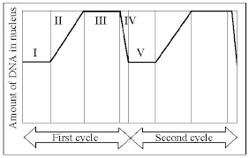 Campbell Biology 10th edition Chapter 12 Flashcards Easy Notecards