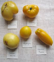Heirloom Tomato Varieties Flavor Profiles Related To Color