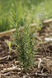 Image result for rosemary cuttings
