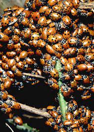 Homemade Traps For Flies Ladybugs Hunker Organic Gardening Tips Natural Bug Spray Organic Vegetable Garden