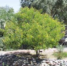 Mexican Bird Of Paradise Tree Arizona Mexican Bird Of Paradise Evergreen Shrubs Xeriscape Small Trees