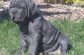 Knuckleheads Affliction Mastiff Puppies Mastiff Puppies For Sale Giant Dog Breeds