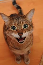 Training A Cat To Be Quiet My Cat Meows Too Much What Do I Do Dr Sophia Yin