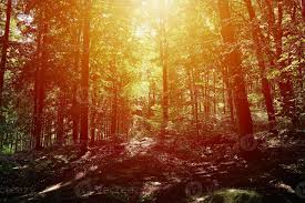 Forrest trees in summer day. Nature background 21013442 Stock Photo at  Vecteezy