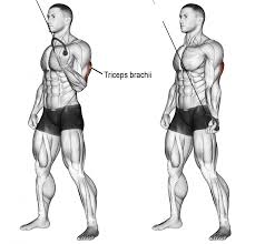 Epingle Sur Anatomie Musculation Bras Biceps Triceps