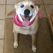 Brad phifer, certified professional dog trainer/knowledge assessed, director of pet behavior services for the broad ripple animal clinic and wellness center, indianapolis. Broad Ripple Pet Wellness Clinic Veterinarians 1430 Broad Ripple Ave Indianapolis In Phone Number Yelp