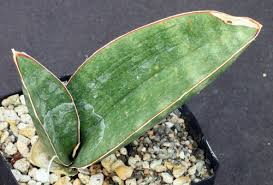 Image result for Sansevieria hallii