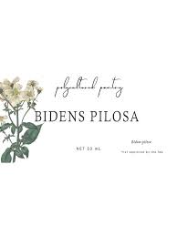 Image result for Bidens pilosa